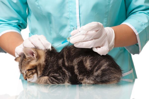 Little kitten getting a vaccine at the veterinary clinic to get protection from serious infectious diseases