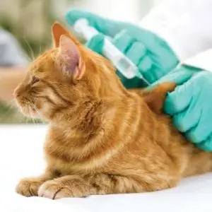 Cat and kitten vaccination schedule & cat vaccination costs Vet is giving a vaccine to the cat to prevent infectious diseases