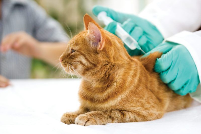 Vet is giving a vaccine to the cat to prevent infectious diseases