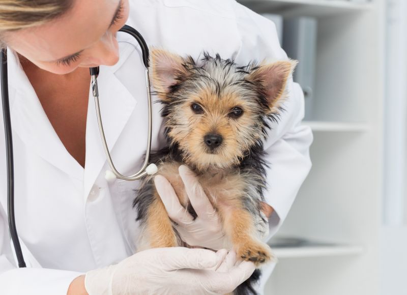 Female vet holding cute sick puppy in hospital