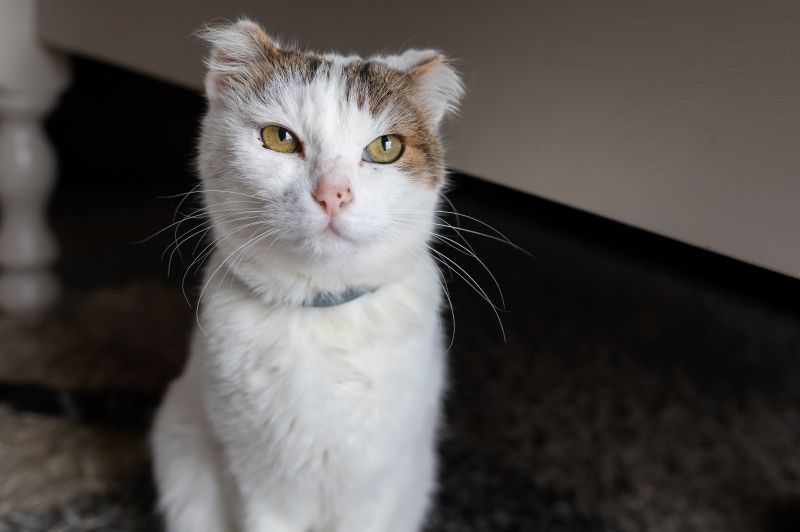 Sick old domestic cat, with ear amputation due to cancer, requires best pet insurance for cancer