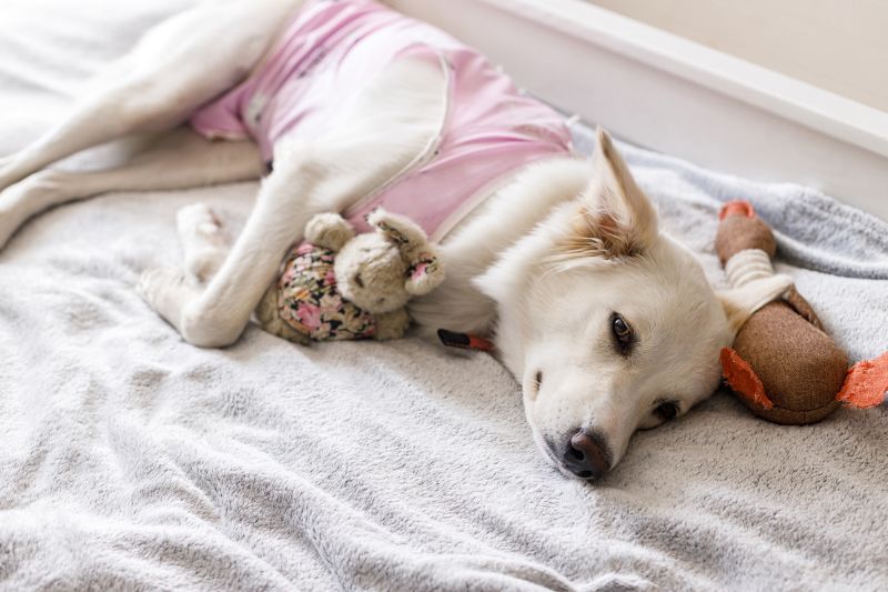 Cute dog after spaying / neutering surgery is sleeping on bed with favourite toy. Post-operative Care.