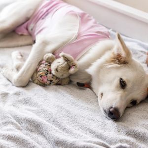 Cute dog after spaying / neutering surgery is sleeping on bed with favourite toy. Post-operative Care.