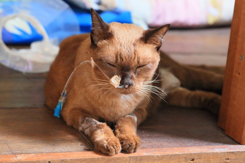 Siamese cat sick with cancer has a feeding food tube attached to its nose to stomach, needing best pet insurance cover for cancer treatments
