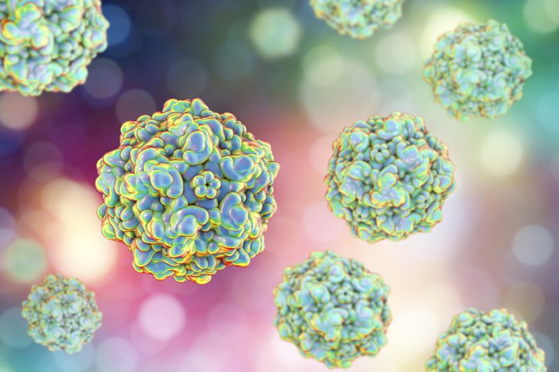 Canine parvovirus is virus which causes intestinal and cardiac infections in dogs