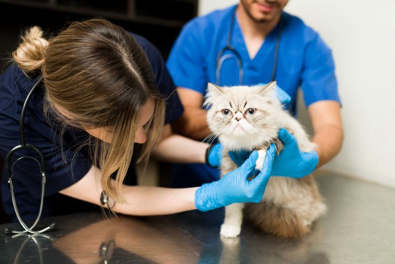 Fluffy persian cat sitting at the exam table. Woman and man veterinarian examining an injury in the leg and paw of a white pet cat