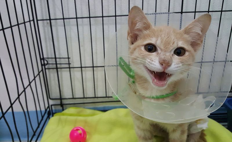 Orange cat recovering from desexing surgery wearing a plastic protective collar confined in a crate