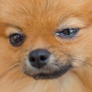 Pomeranian dog with Conjunctivitis eye infection