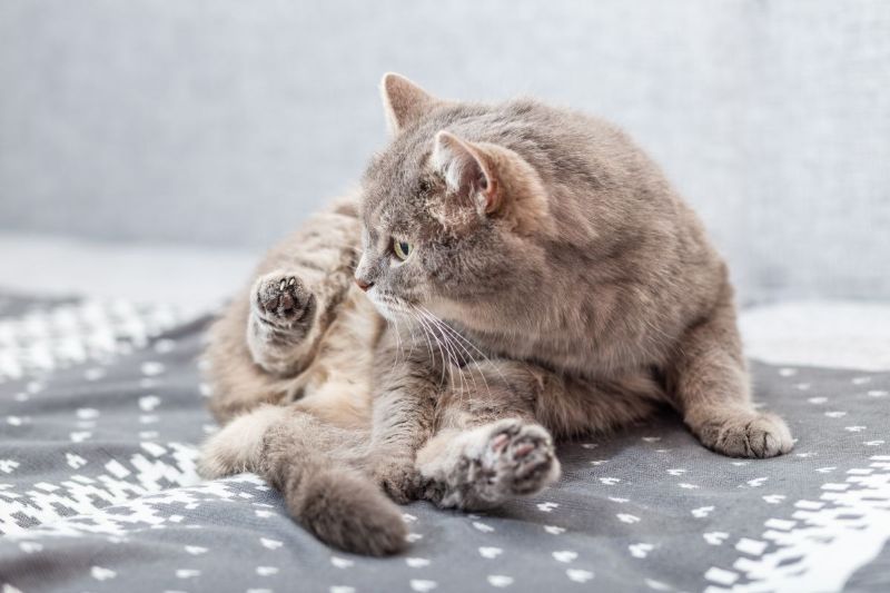 The gray cat is washing and licking. The cat is sitting on the sofa on a knitted blanket in a cozy warm home