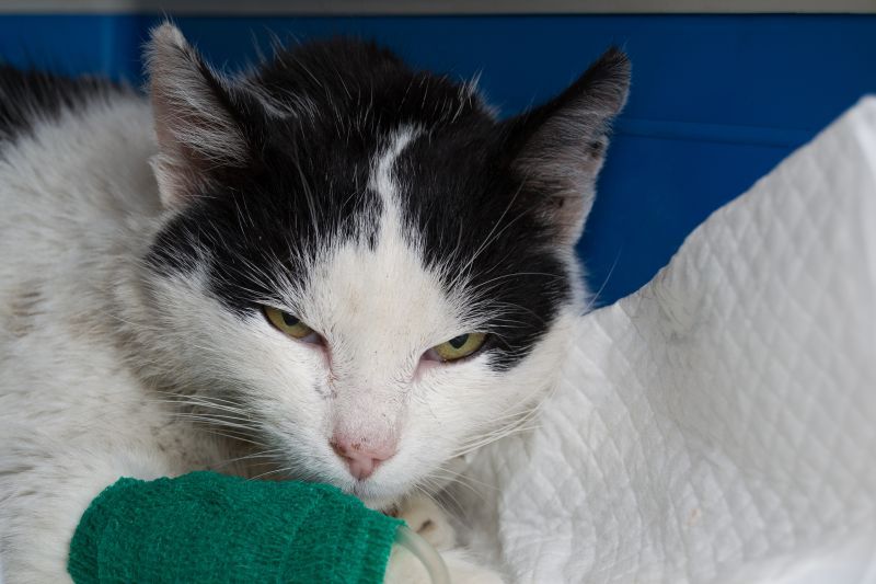 Adult cat with kidney failure, very dehydrated, receiving iv treatment