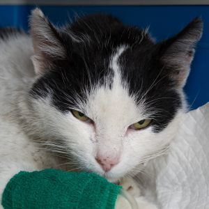 Pet Insurance that covers kidney disease in Australia Adult cat with kidney failure, very dehydrated, receiving iv treatment