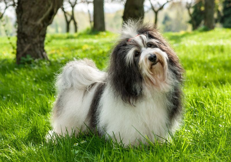 Cute Havanese dog is standing in a beautiful sunny grassy field in the long grass
