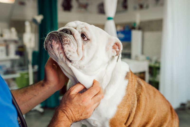 Veterinarian examining an English Bulldog with brachycephalic airway problems