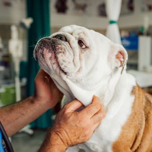 Veterinarian examining an English Bulldog with brachycephalic airway problems