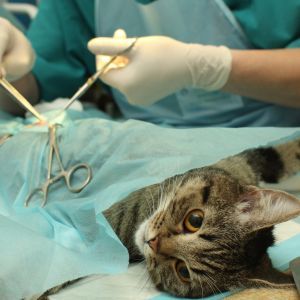 Veterinarian operates on cat for purpose of desexing