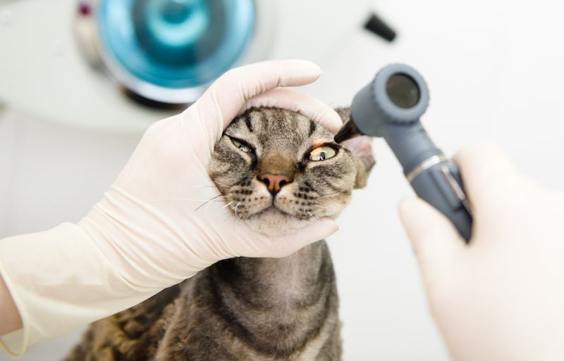 Vet doctor examining pet cat eyes for conjunctivitis