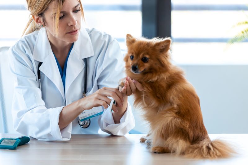 Female veterinarian examines the paw of cute lovely pomeranian dog at the veterinary clinic.
