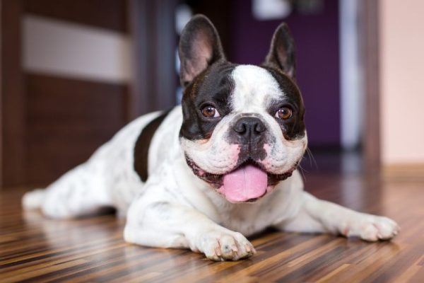 Brachycephalic breed French bulldog is lying down tired after walk
