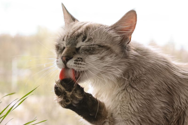 A light-colored cat, closing its eyes, licks a black paw, sitting in front of a lighted window