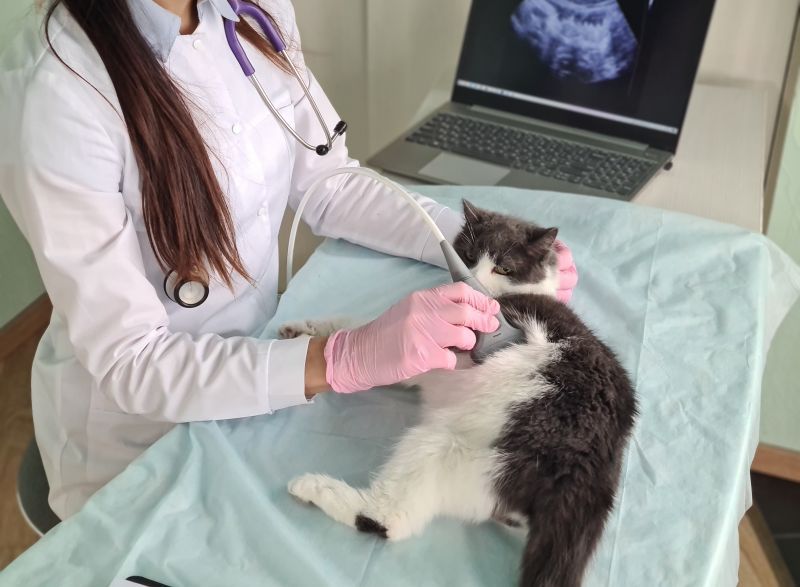 Veterinary checks cat in ultrasonic veterinary clinic. Examination of internal organs in pet cat.