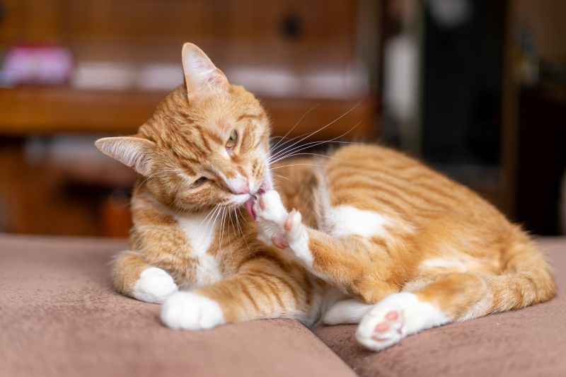 Ginger cat lying on couch licking its paws constantly, over grooming itself