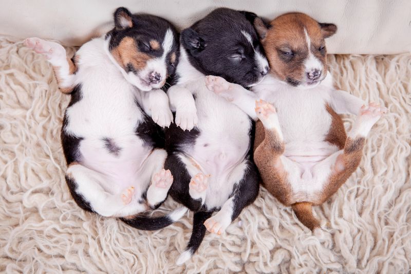 Newborn basenji lying on their backs with their eyes closed