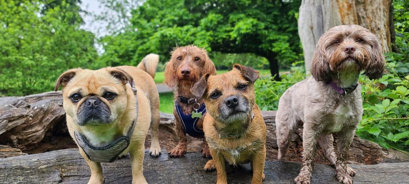 A group of happy adult dogs socializing and enjoying their daily dog walk in a green park on a sunny day