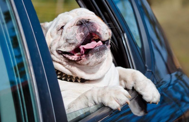 English bulldogs brachycephalic breed travels in car on a hot day to avoid exercise exhaustion