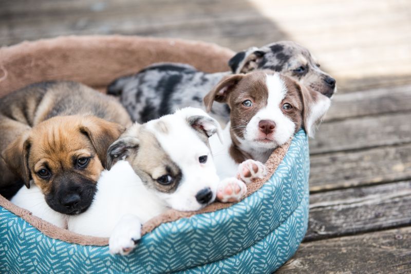 Litter of Terrier Mix Puppies lying in their Dog Bed Outside on Wooden Deck