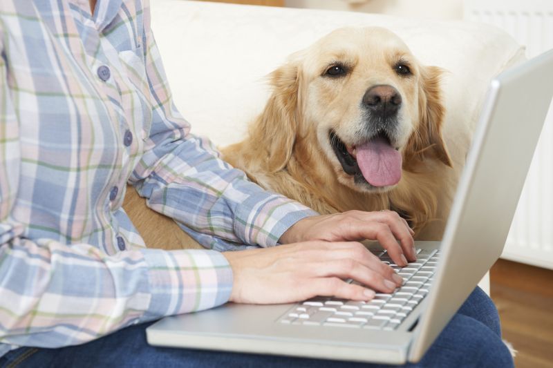 Dog Sitting Next To Owner Using Laptop