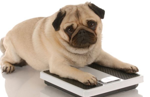 Pug dog laying on weigh scales to maintain healthy weight to prevent BOAS