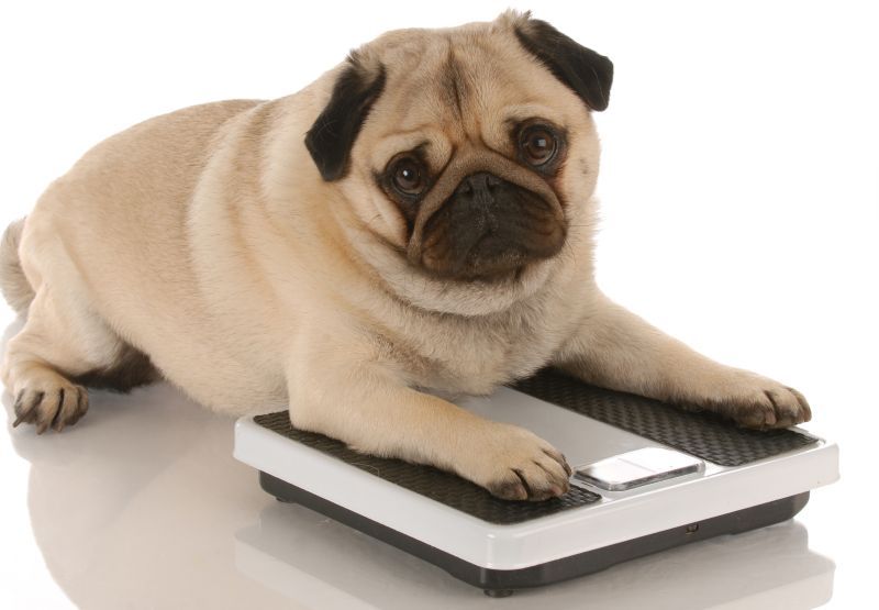 Pug dog laying on weigh scales to maintain healthy weight to prevent BOAS
