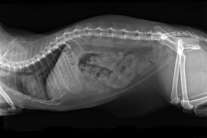XRay image of obese cat with complete intestinal obstruction - constipated