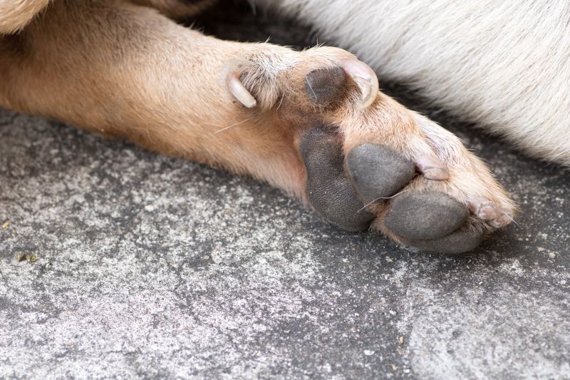 Close up of underside of dog's paw showing paw pads, nails and dew claw