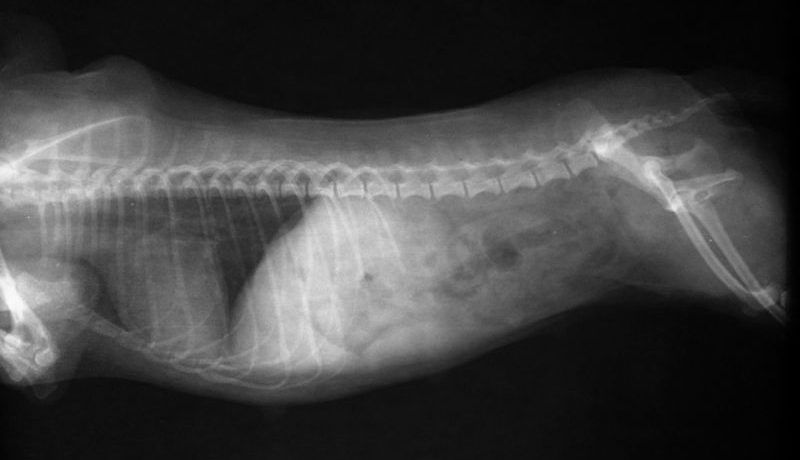 X ray of female Poodle dog (thorax and abdomen)