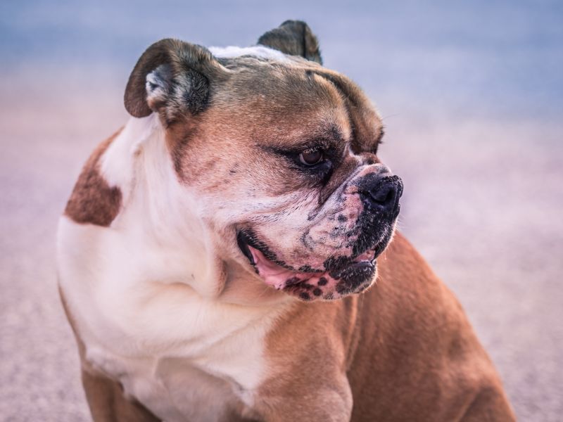 The Australian Bulldog is a brachycephalic breed along with other short faced breeds 