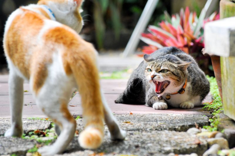 Male cats that have not been neutered are more prone to roaming and starting fights with other male cats