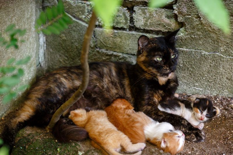 Feral cat nursing kittens. Homeless animals and importance of cat desexing.