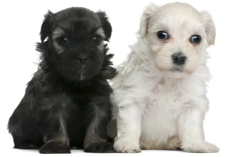 Lowchen or Petit Chien Lion puppies, 3 weeks old, sitting in front of white background