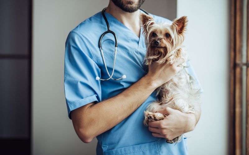 Cropped image of male doctor veterinarian at clinic holding little dog Yorkshire Terrier