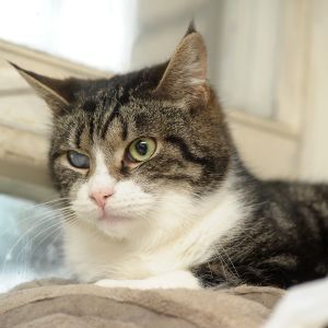 Cat with a cataract in left eye