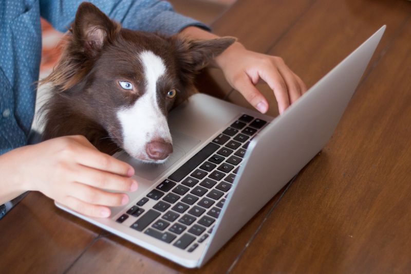 A woman working on her computer at on a wooden table with her dog looking at the screen of her laptop white researching pet insurance