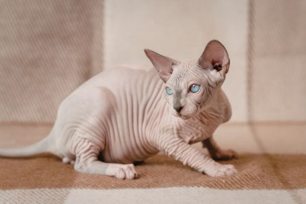 A white hairless Sphynx cat crouches on the rug