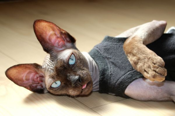 Cute Sphynx cat wearing a grey jumper lies on the floor