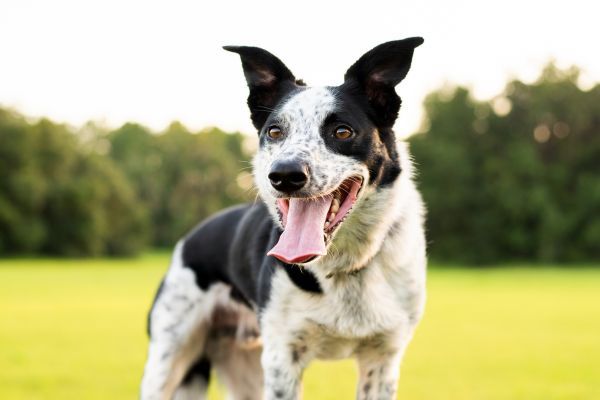 Border Collie Cross dog standing in a field