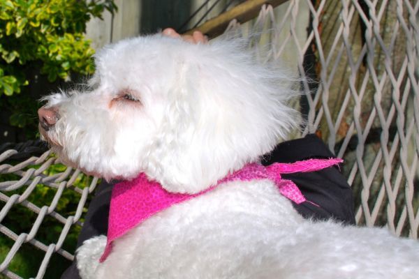 Maltese Cross dog sleeps in a rope hammock