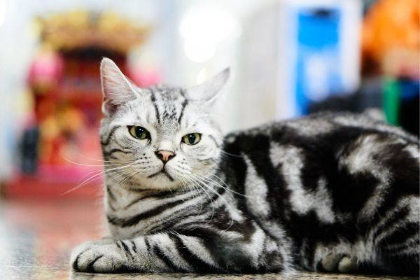 Black and grey American Short Hair cat lies on the floor at home