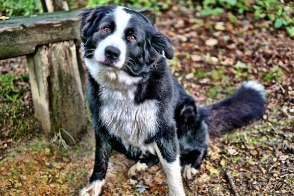 Border Collie Cross