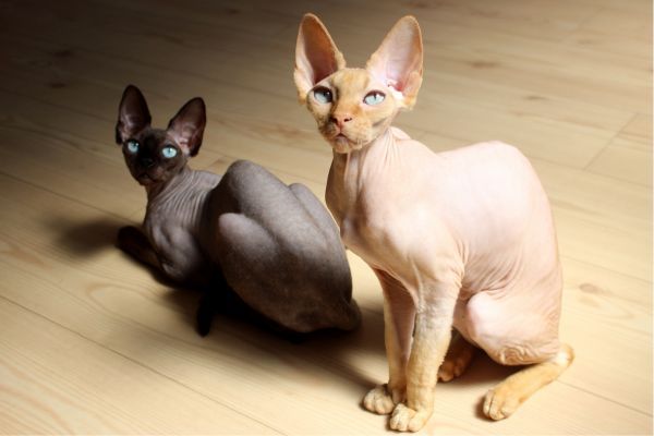 Two Sphynx cats of different colours on the wooden floor look towards the camera