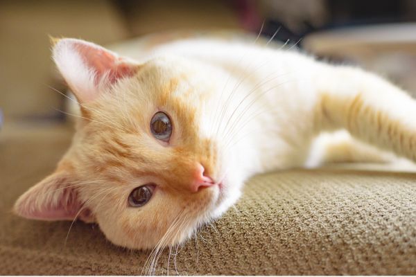 Light orange American Short Hair cat lies on the couch and looks at the camera